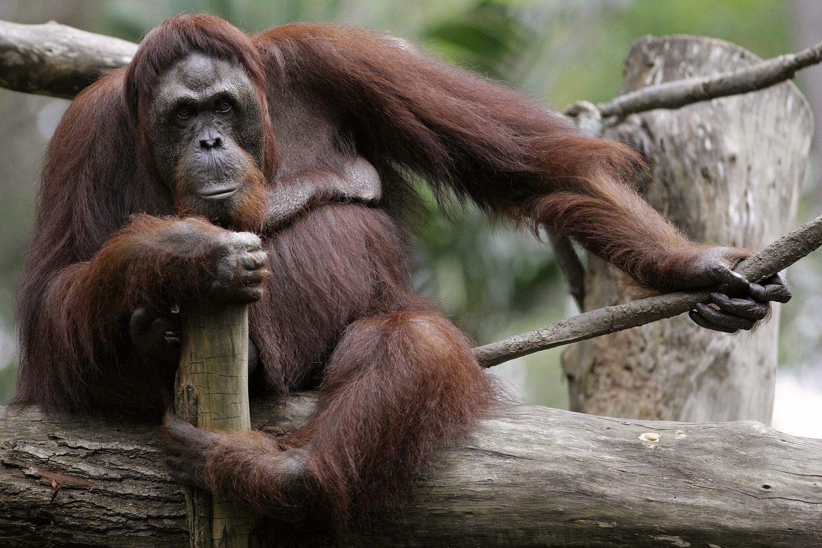 El orangután de Sumatra (Indonesia) podría extinguirse en los próximos diez años.