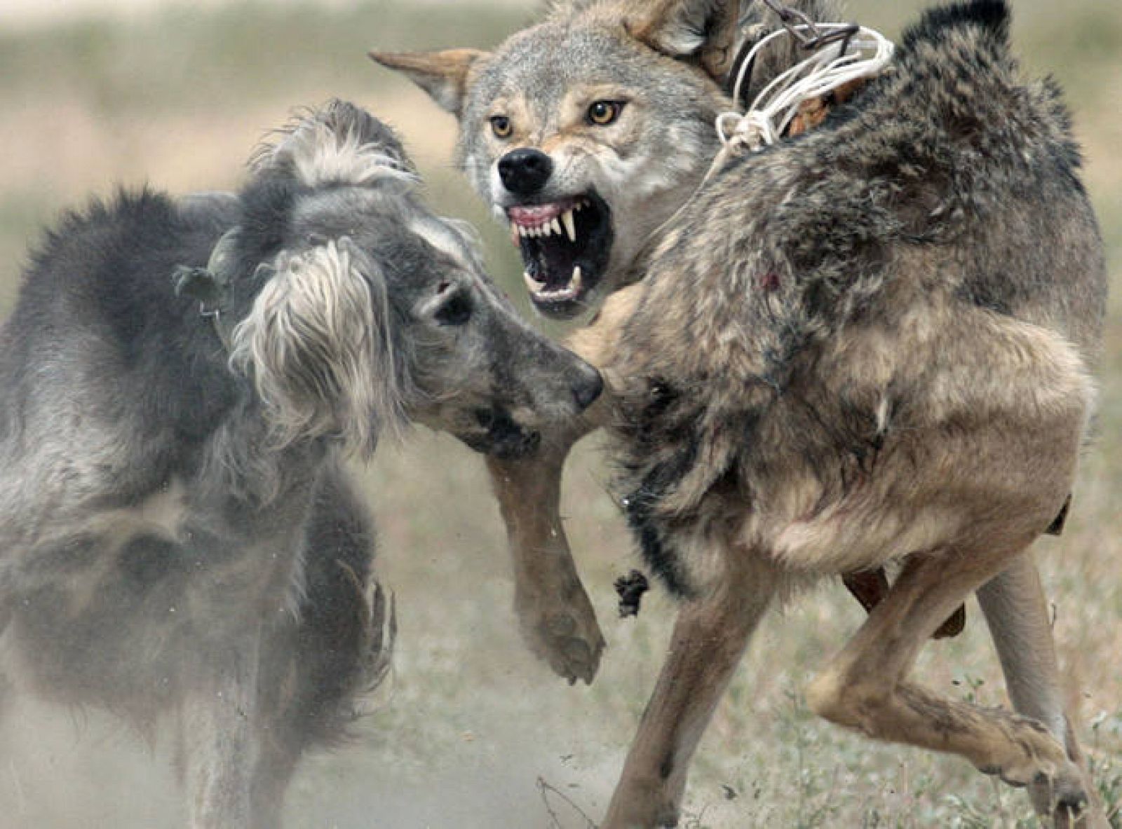 El perro, un lobo domesticado por los agrícolas chinos 