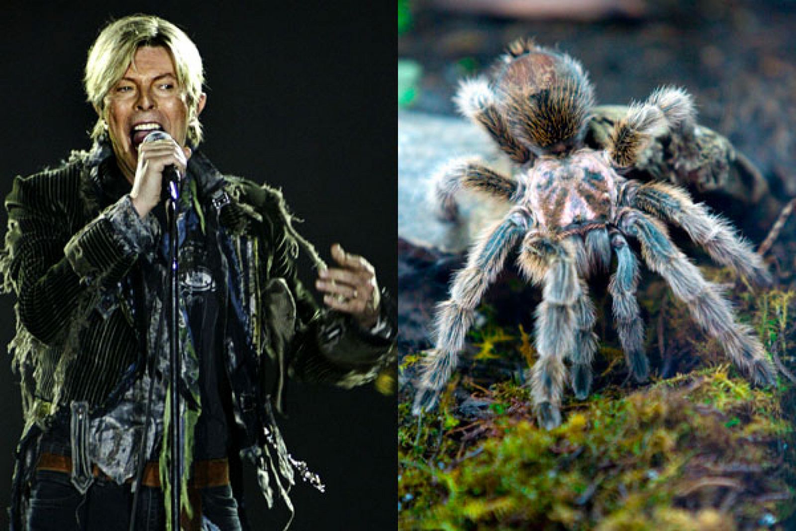 Una araña grande descubierta en Malasia fue bautizada con el nombre del célebre astro alemán David Bowie