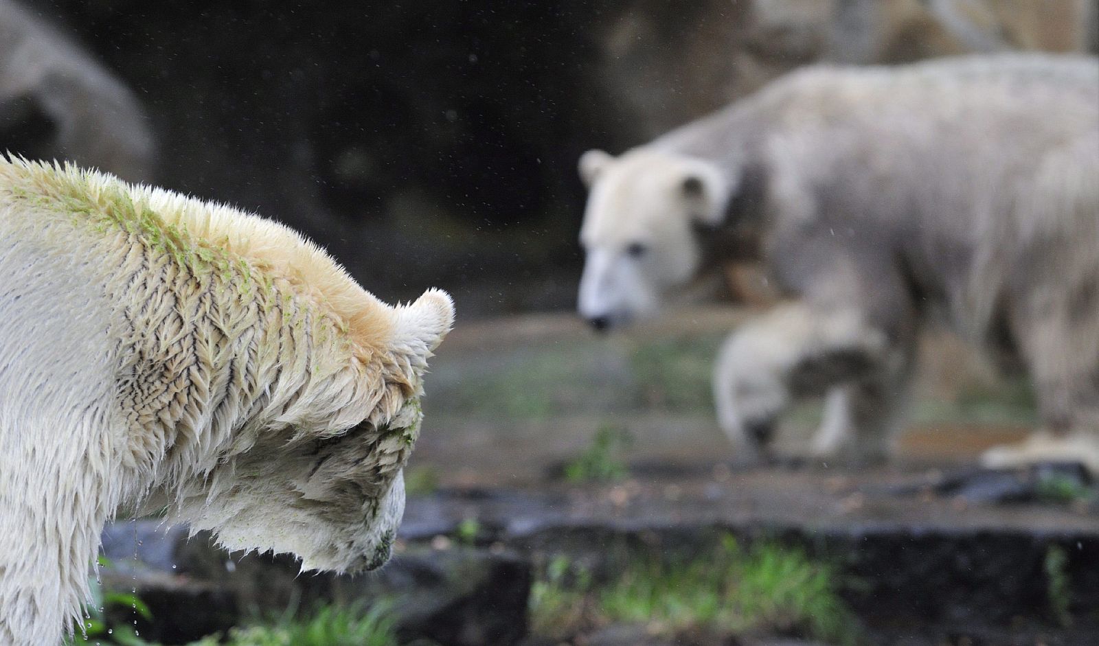 KNUT CONOCE A GIANNA EN EL ZOO DE BERLÍN