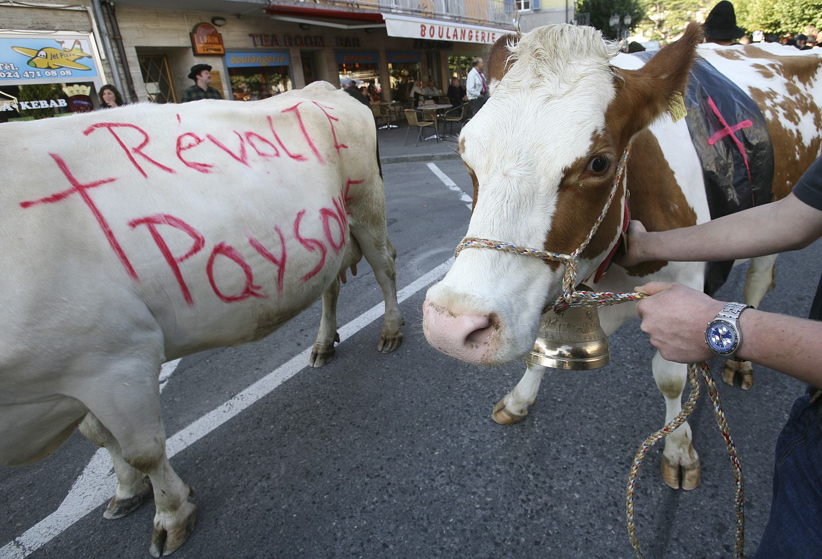 Ganadores suizos protestan por la bajada del precio de la leche
