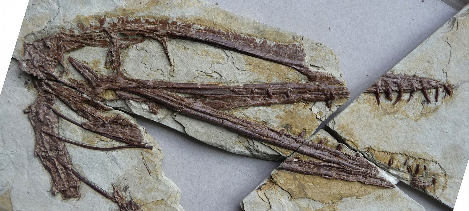 Fósil del cráneo del Darwinopterous