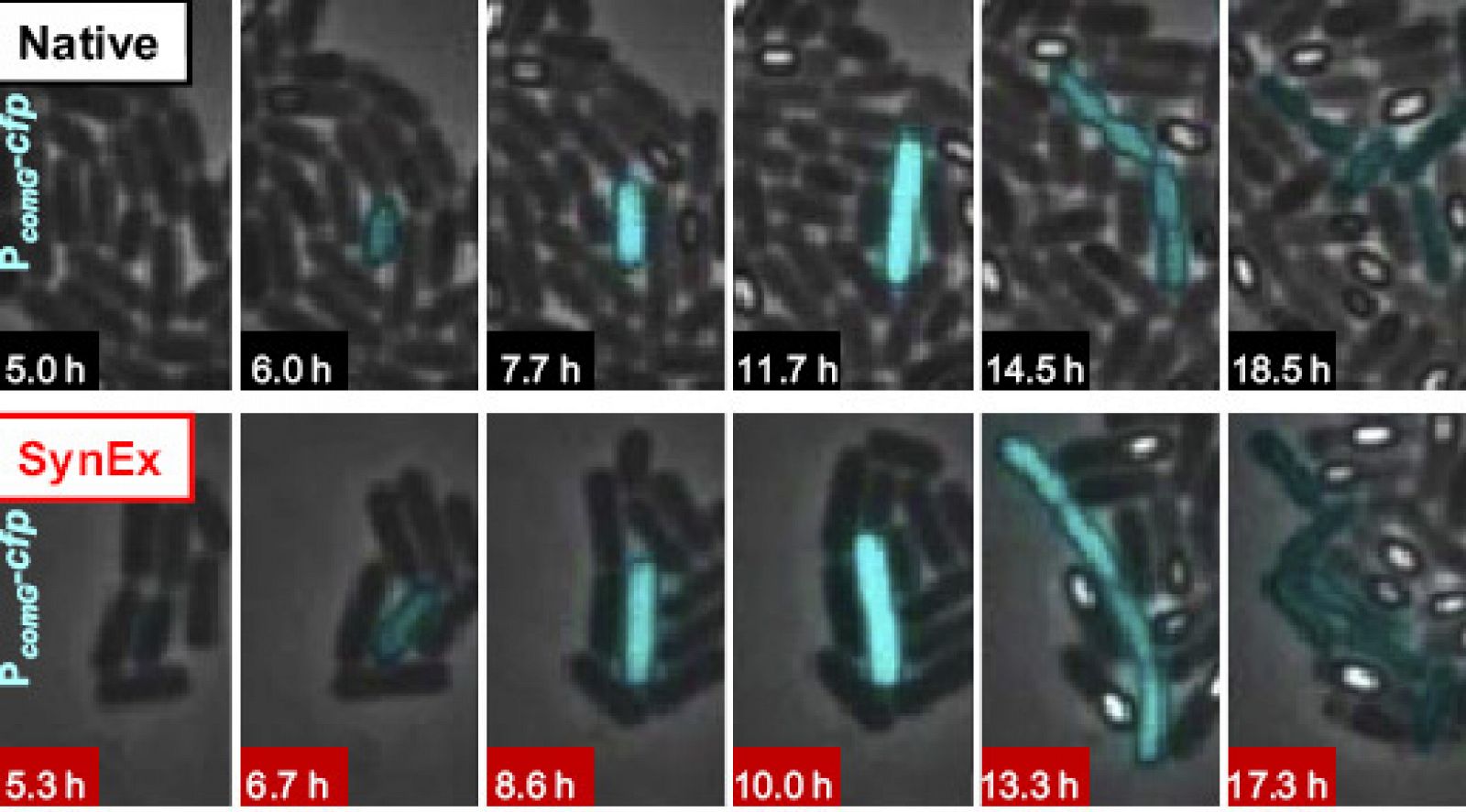 La imagen muestra fotogramas de colonias de bacterias comportándose de la misma manera, la de arriba usando el circuito natural y la de abajo usando el circuito sintético.