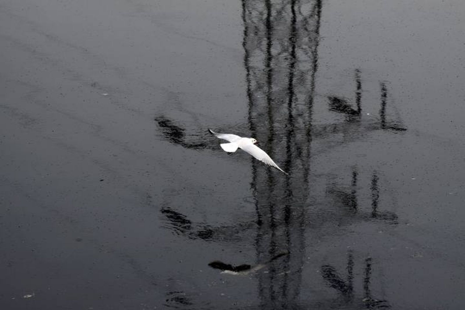 LIMPIEZA DEL RÍO YAMUNA EN NUEVA DELHI