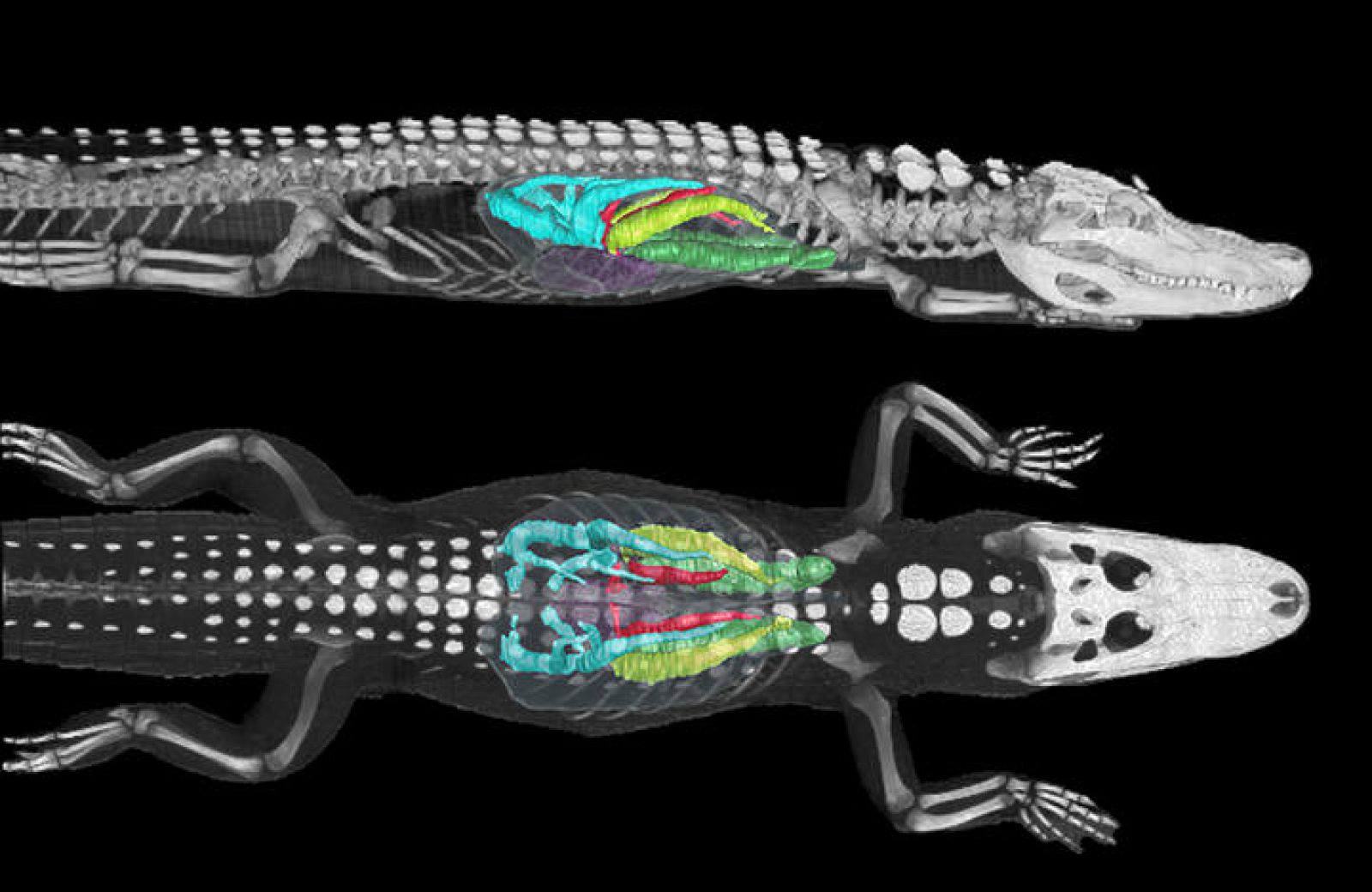 Actualizar 126+ imagen el cocodrilo tiene branquias