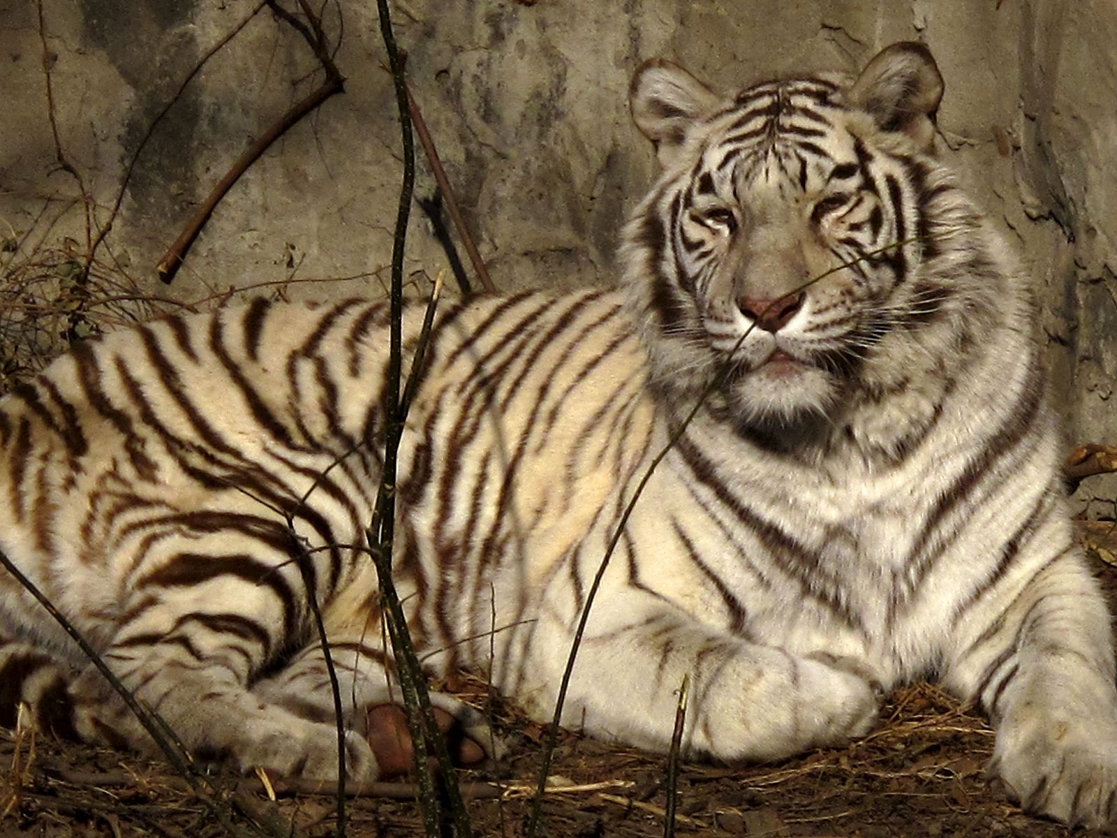 Tigre de bengala en el parque zoológico de Pekín.