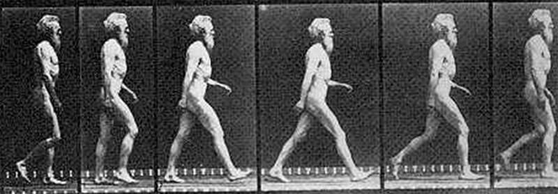 Los seres humanos son de los pocos animales que andan posando primero los talones de sus pies, junto con los osos y otros primates.