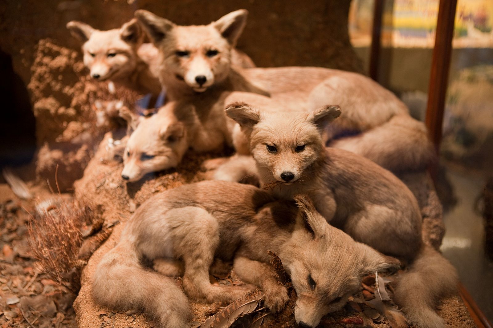 Un grupo de zorros disecados descansando miran con ojos tiernos desde una vitrina