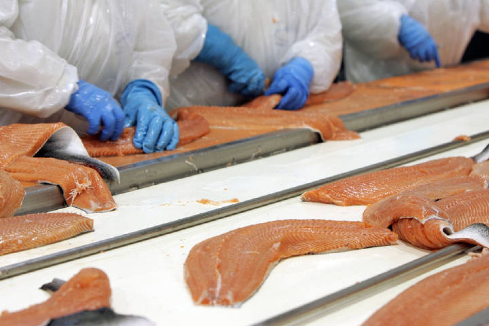Workers clean salmon carcasses on a cleaning line at  the Acuinova Chile salmonera company located some 1,625 km  south of Santiago