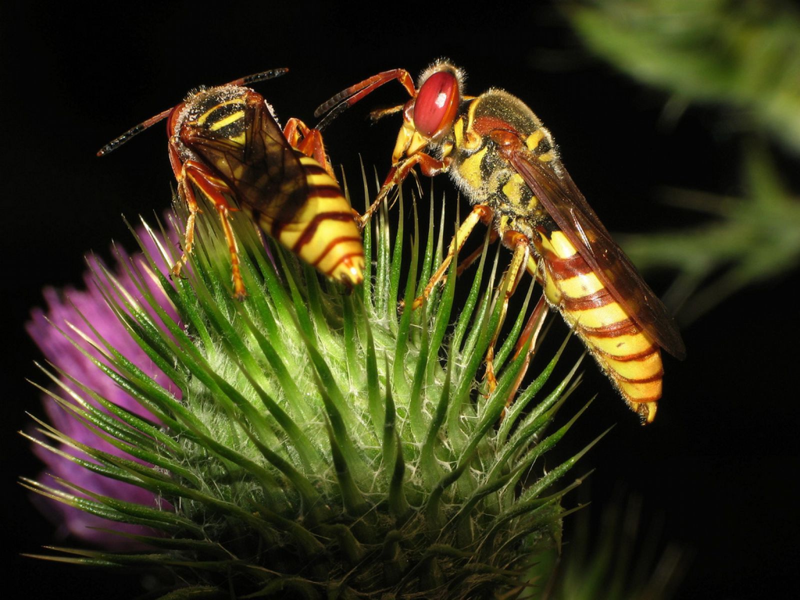 El género Philantus alimenta a sus crías con otros insectos.