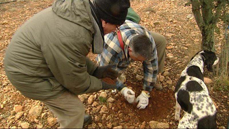 Joaquín Doñate nos muestra cómo se cazan las trufas