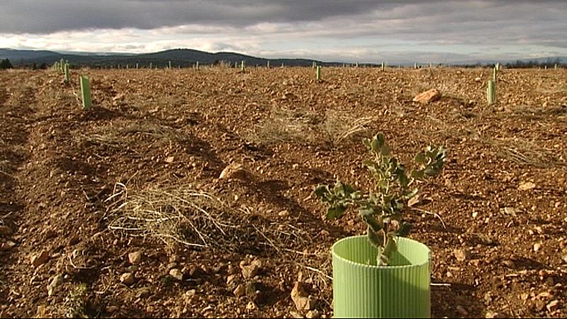 Campo con plantones de encinas cultivadas