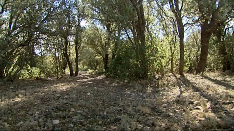 Encinar salvaje donde se recogan las trufas silvestres