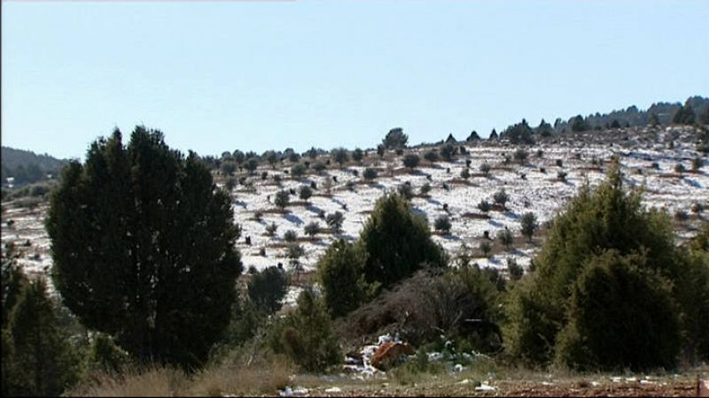  Paisaje con encinas cultivadas en Sarrión