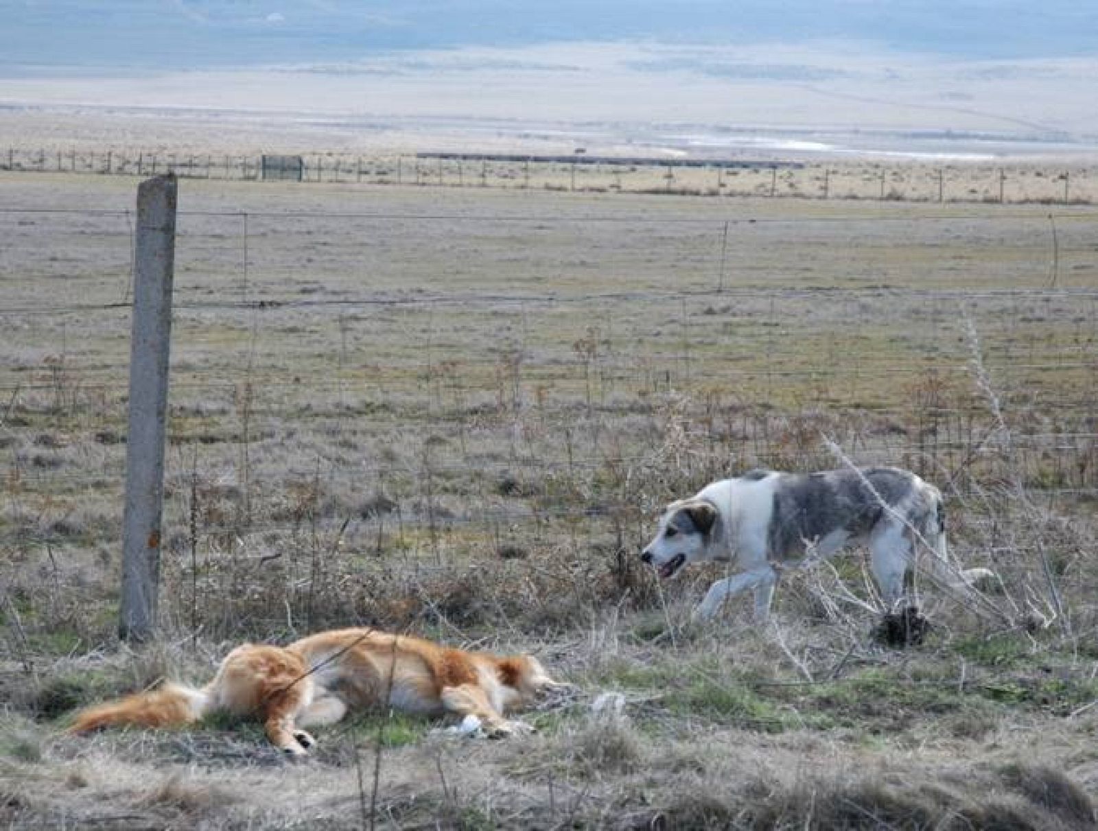 Voluntarios de 'El Refugio' acuden a por ella tras las llamadas de varios conductores.