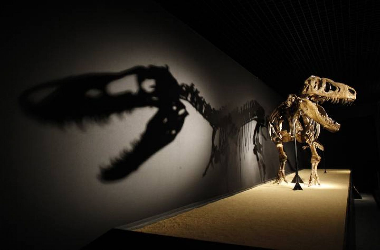 Los dinosaurios desaparecieron en 