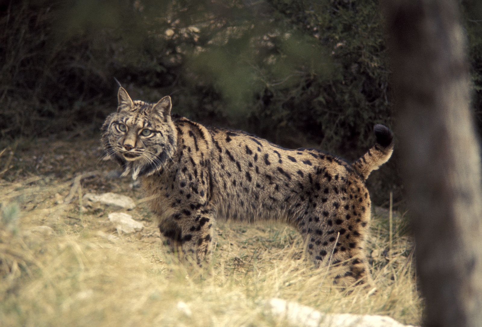 Un ejemplar de lince ibérico