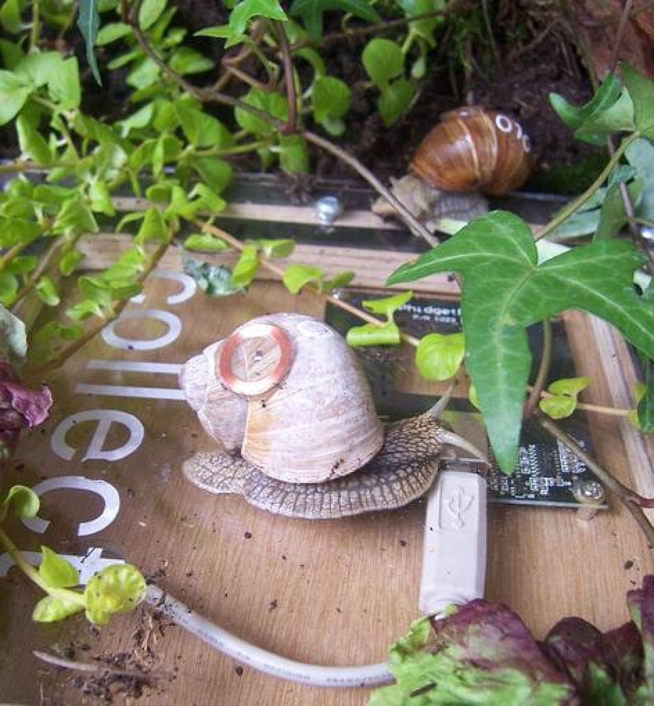 "Real Snail Mail" (2008-actualidad)