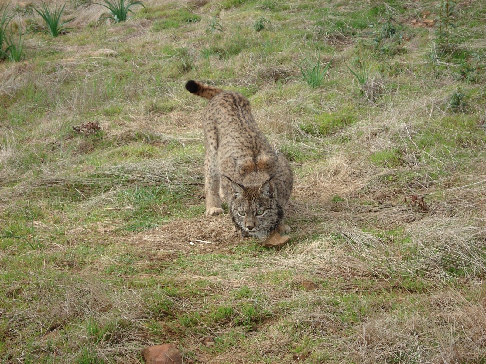 Castañuela, lince ibérico en el centro de cría de 'La Olivilla'