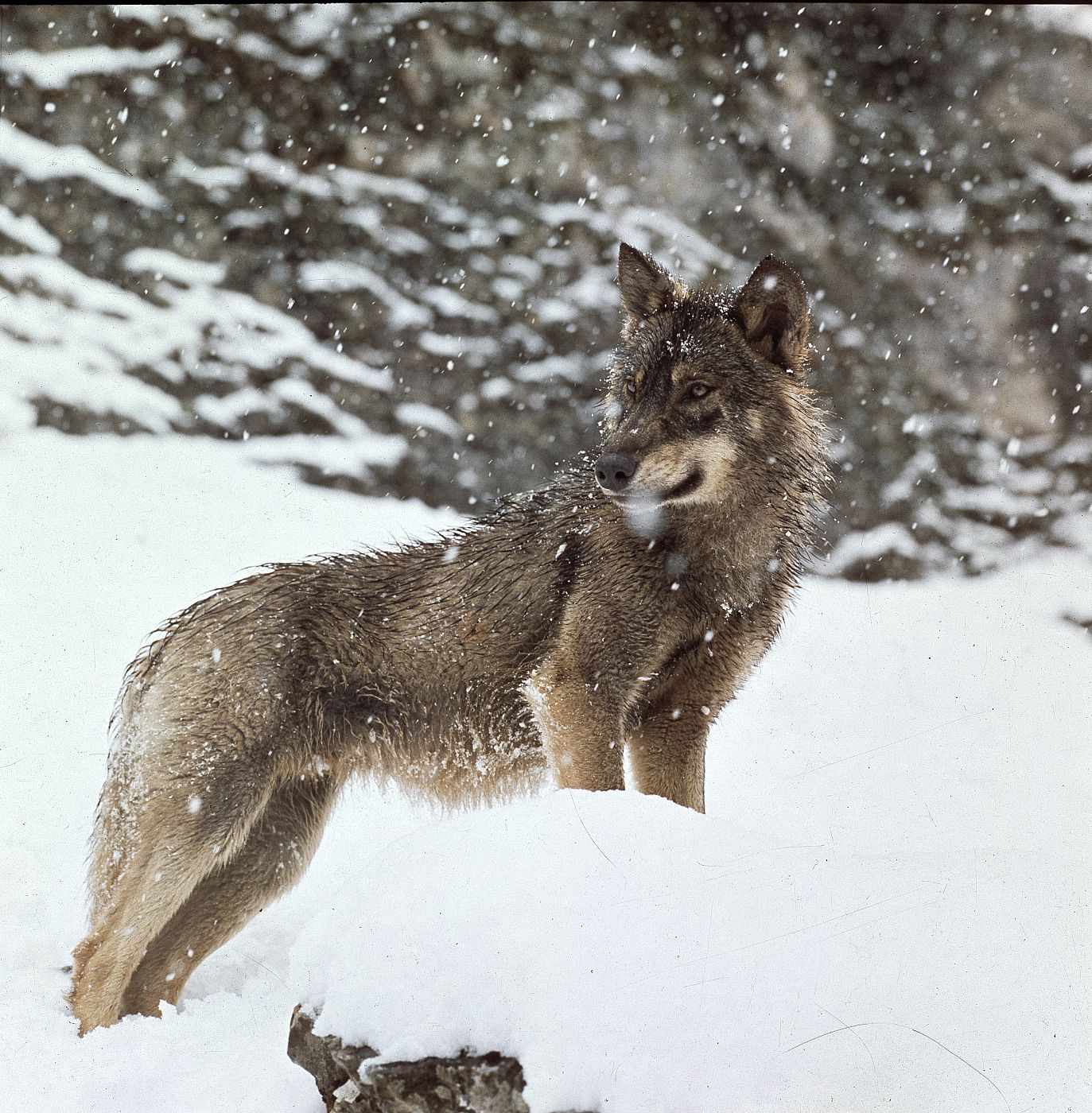 Un lobo ibérico observando el territorio bajo la nieve