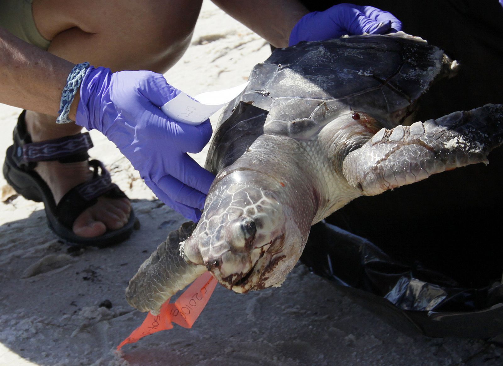 Una tortuga muerta recogida en la playa para trasladarla al Instituo de Mamíferos Marinos.