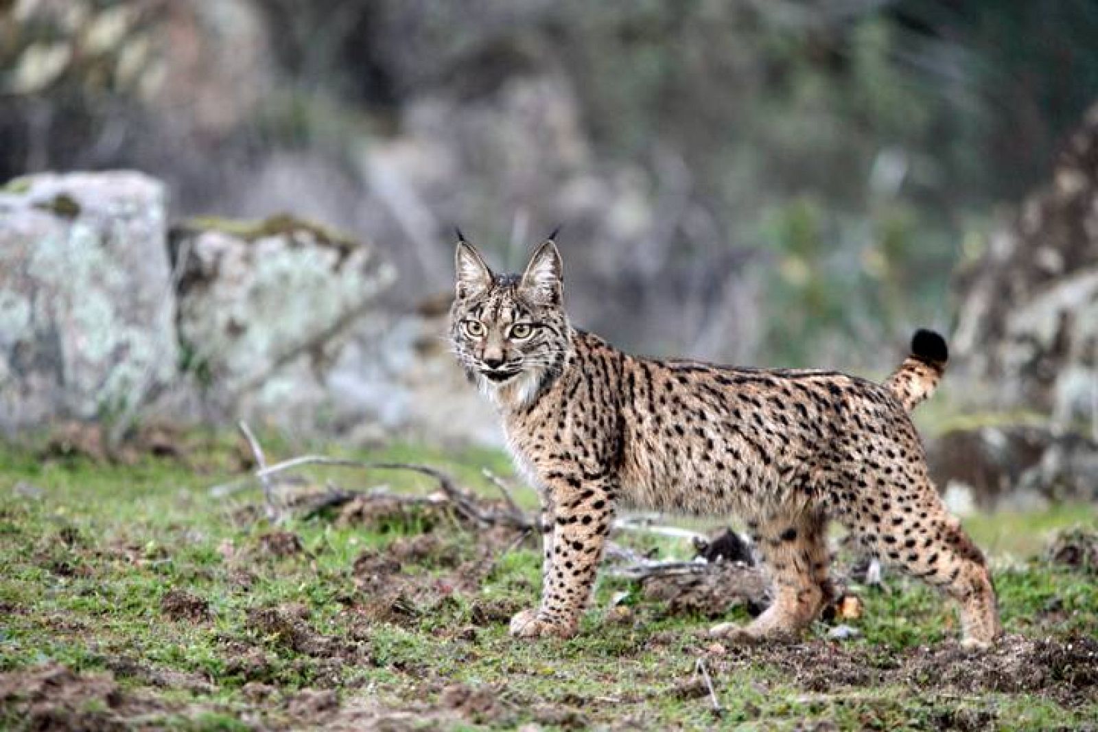  Un joven ejemplar de lince ibérico camina sigiloso entre las rocas de Sierra Morena