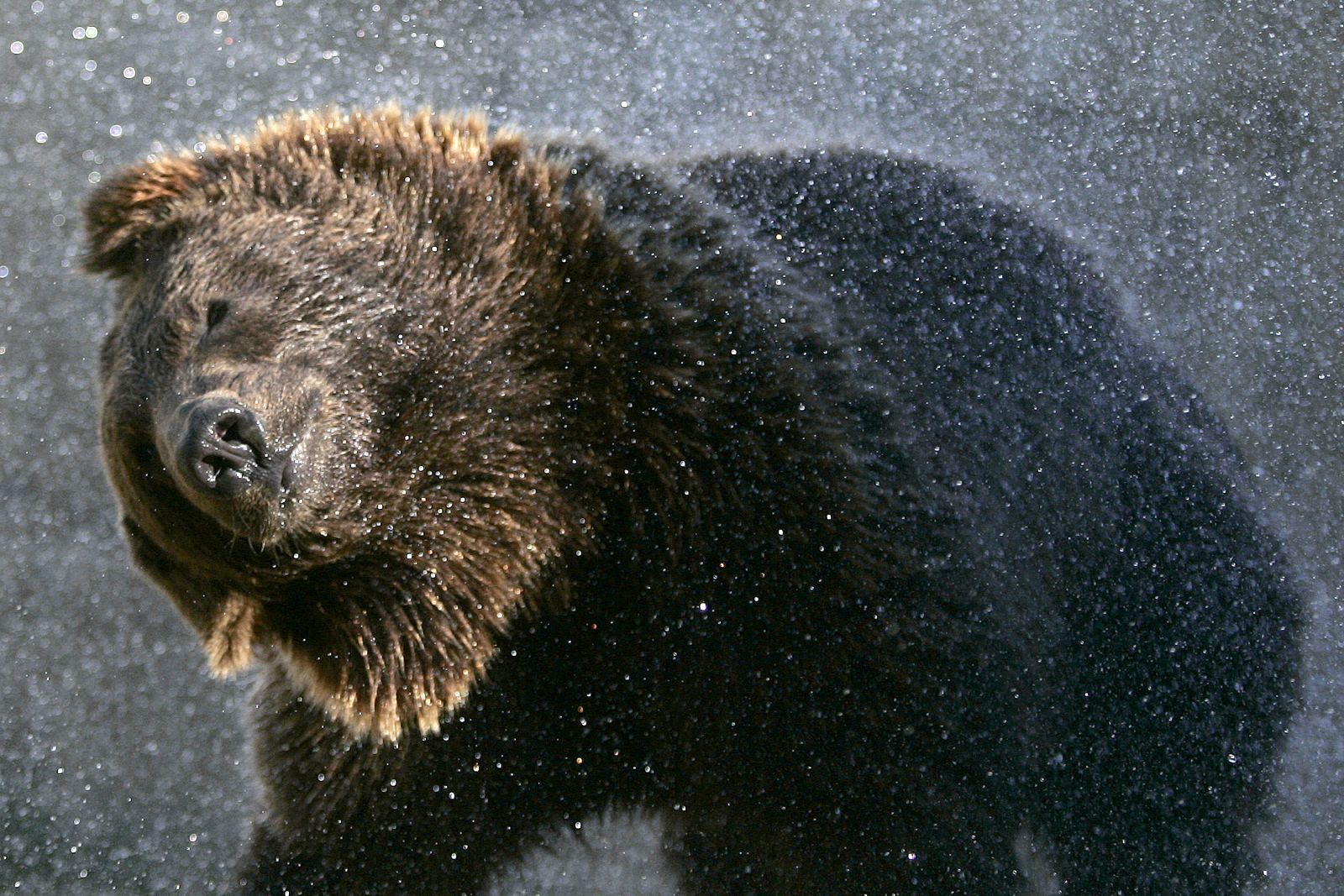 Un oso pardo