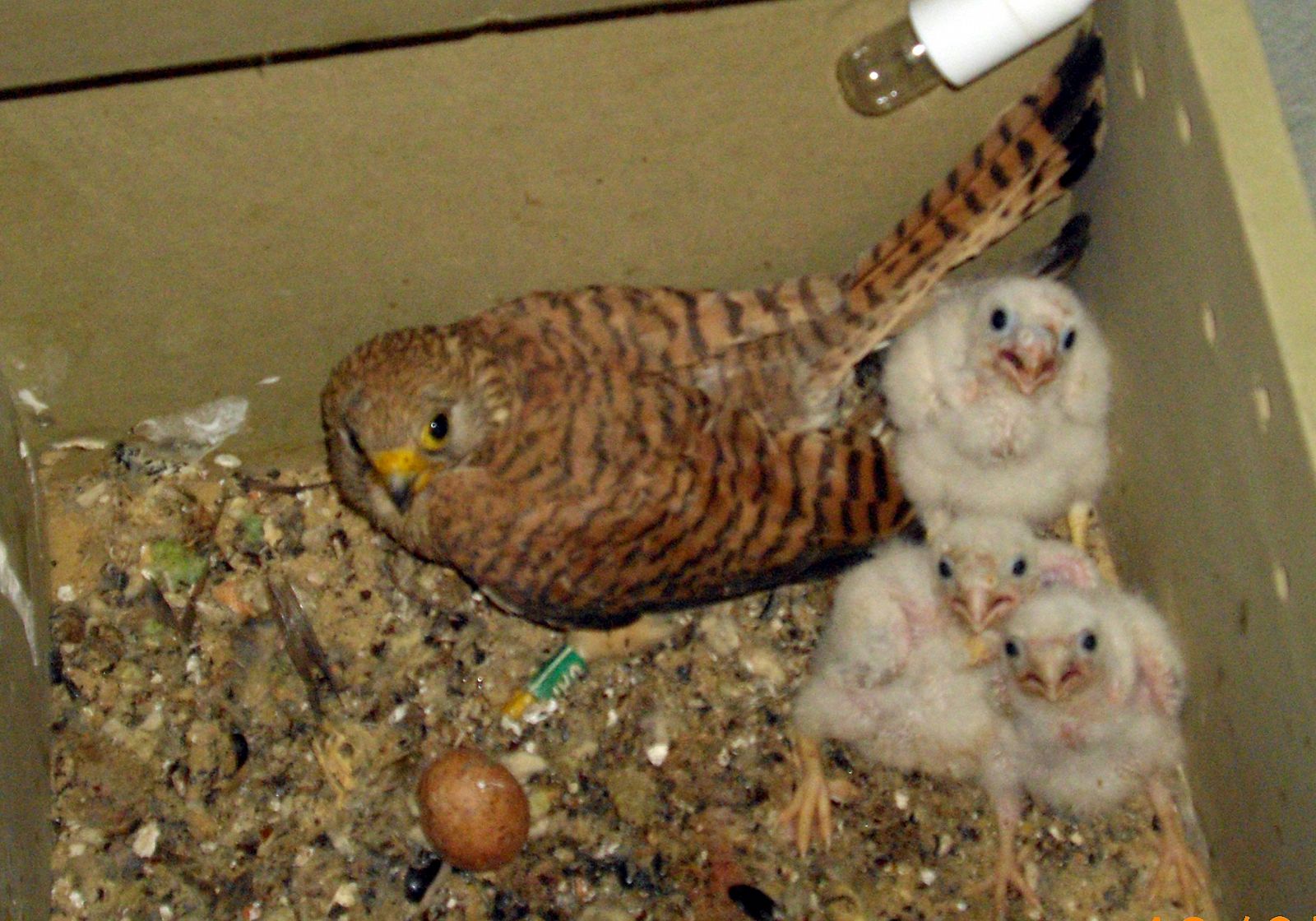 Los tres primeros polluelos de cernícalo primilla nacidos en cautividad acompañados por su madre