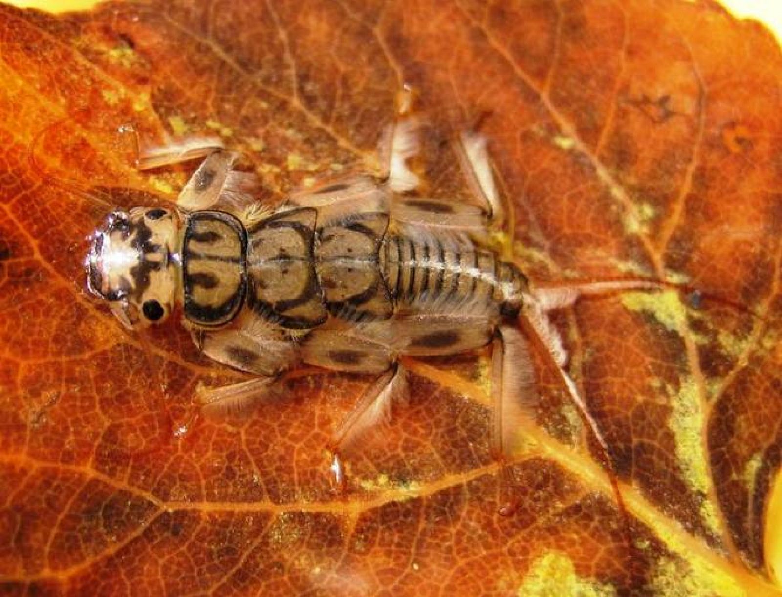  Una ninfa de plecóptero. 