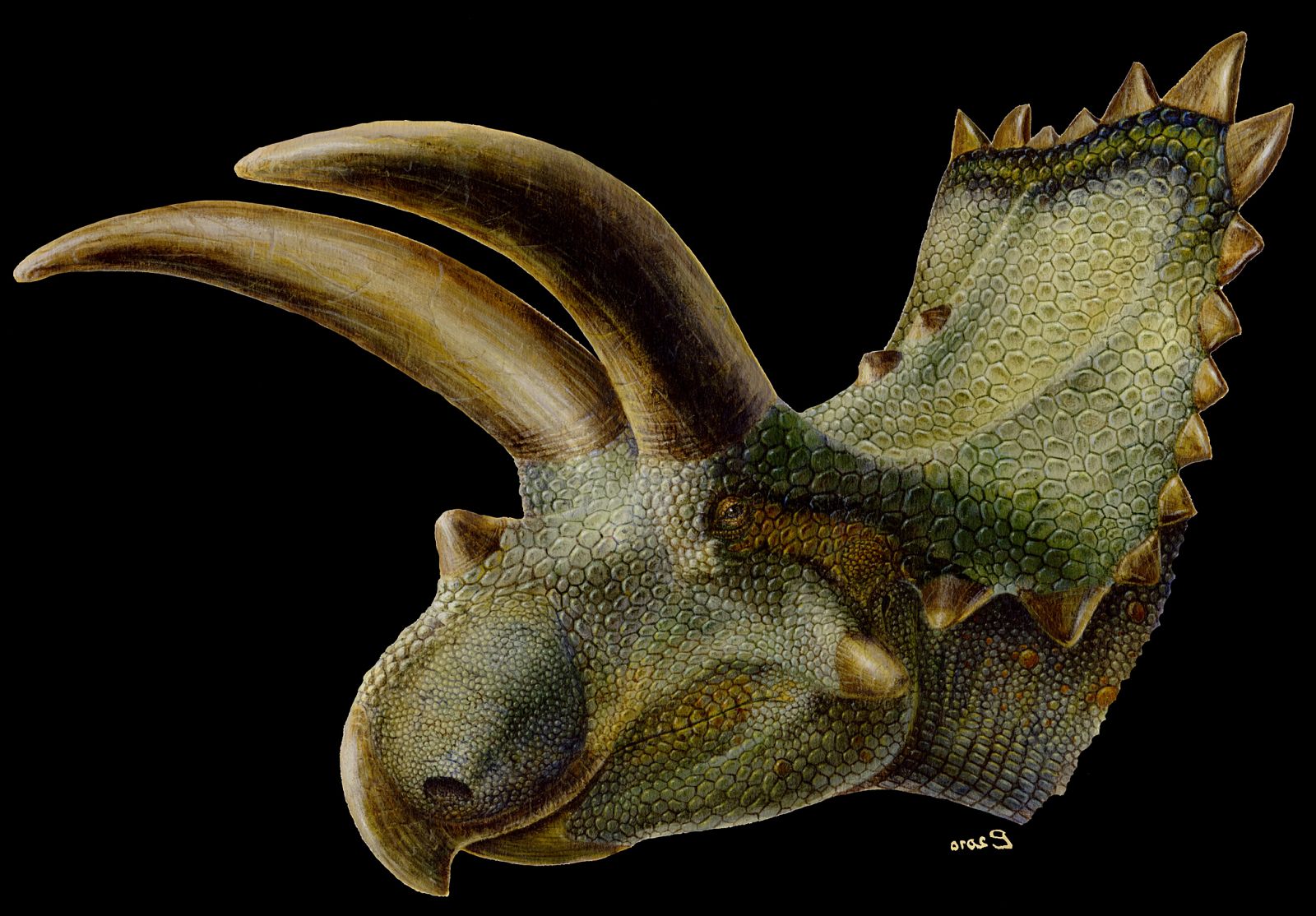 Representación artística de la cabeza del 'Coahuilaceratops magnacuerna'