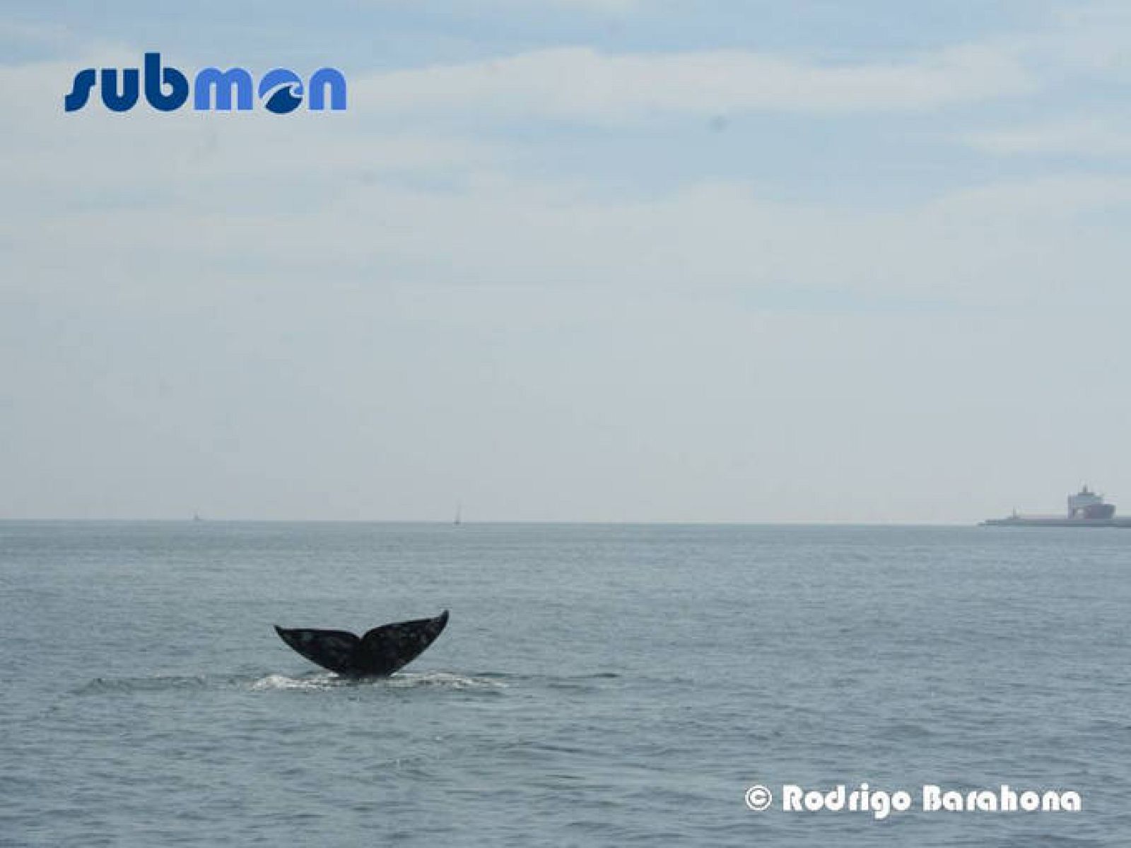  La ballena gris avistada frente a la costa de Barcelona 