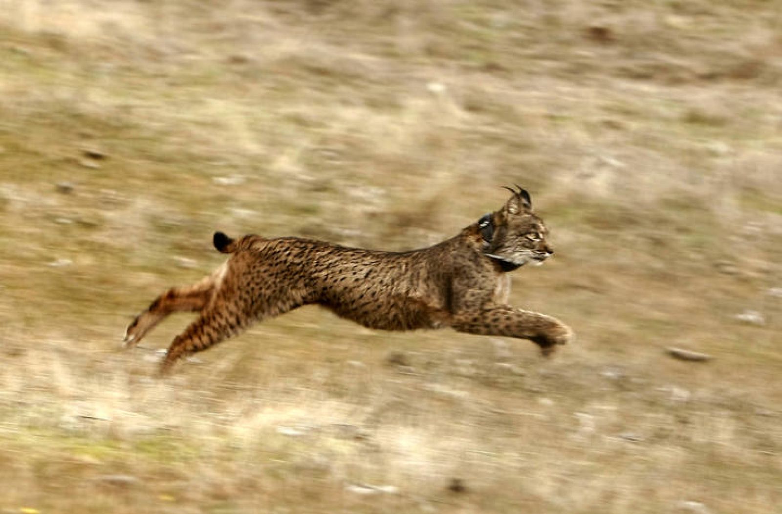  Un lince ibérico corriendo por la sierra de Córdoba