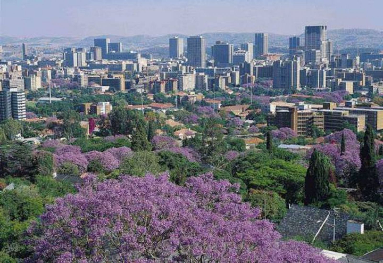 Petroria es conocida como la 'ciudad de la Jacarandá', porque es la flor que tiñe de morado las calles de la ciudad.