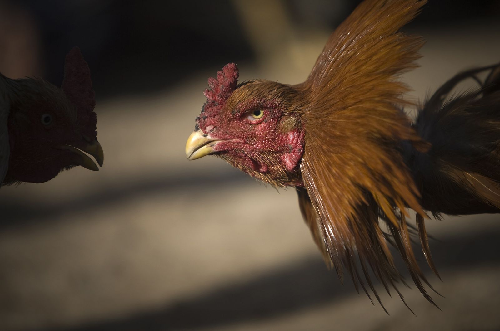 Los gallos adultos, aunque impotentes, mantienen la jerarquía en sus corrales