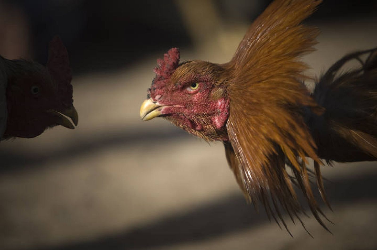 Los gallos adultos, aunque impotentes, mantienen la jerarquía en sus corrales