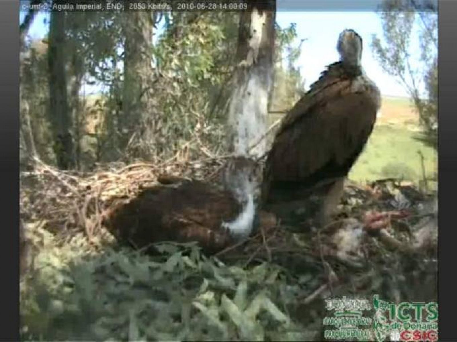 Imágenes en directo de un nido de águila imperial en Doñana