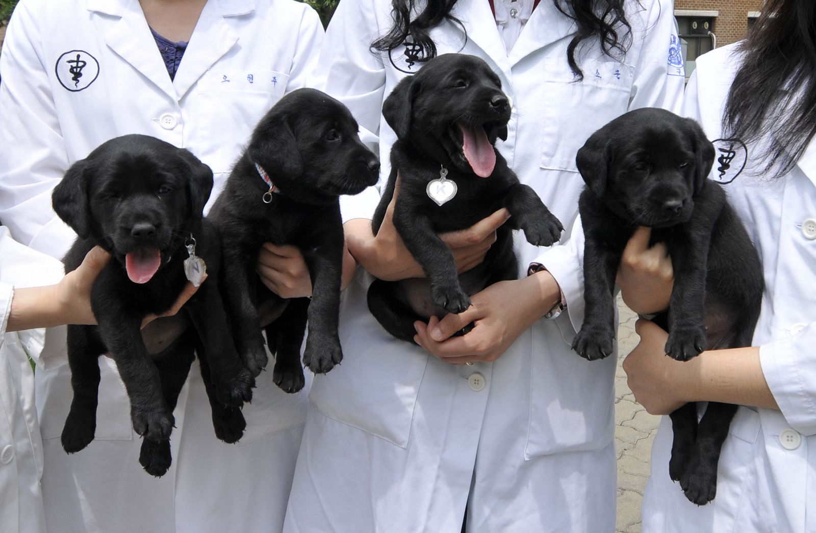 Cuatro cachorros posan con investigadores en la Universidad Nacional de Medicina Veterinaria en Seúl