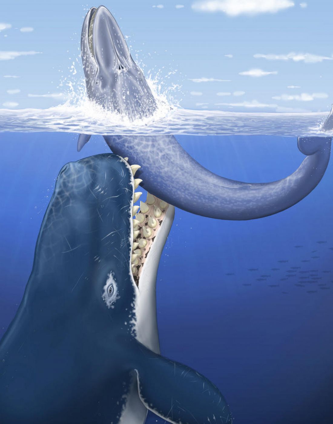 Ilustración del Leviatan melvillei, la ballena más grande del mundo