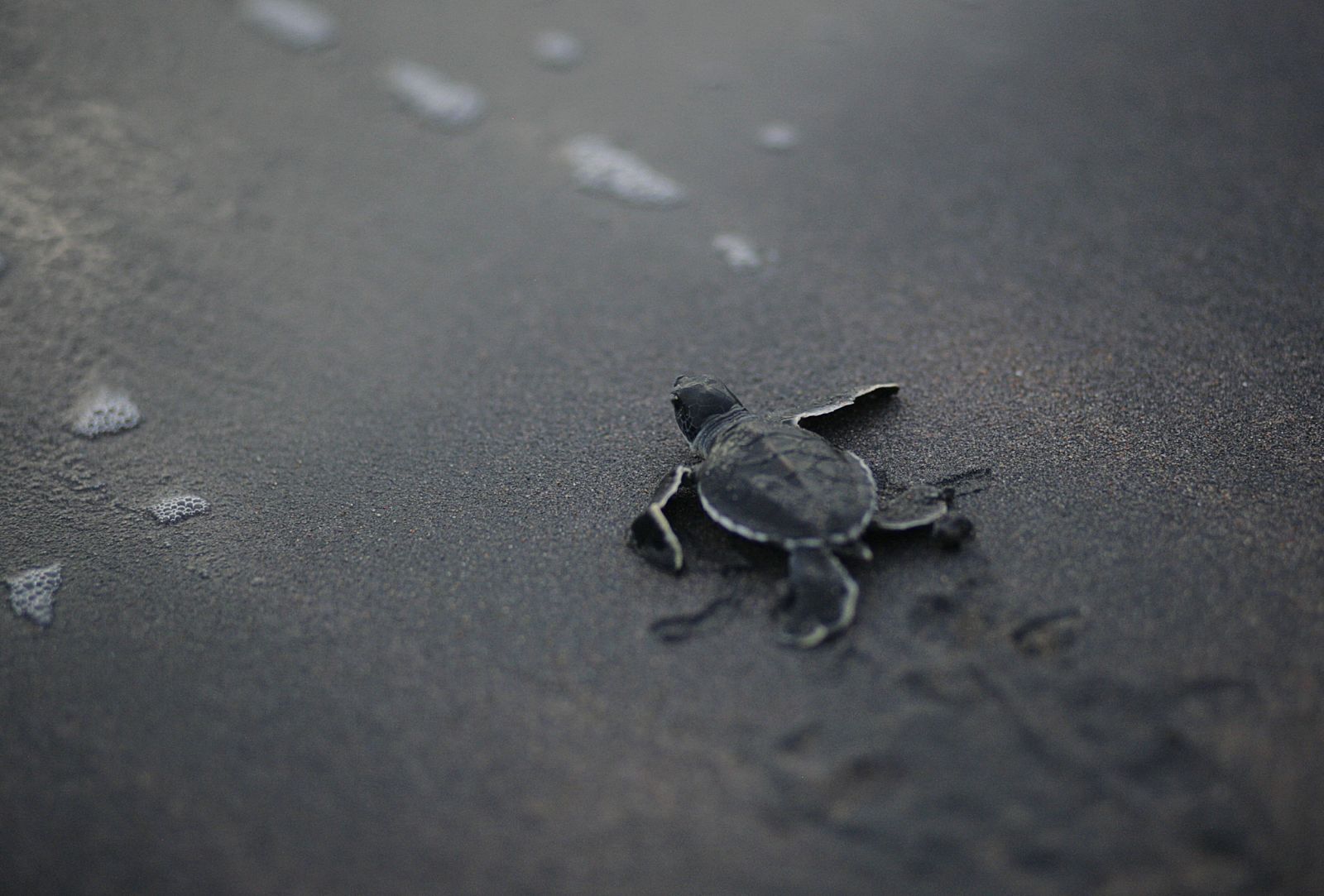 Una cría de tortuga recién nacida intenta llegar al mar