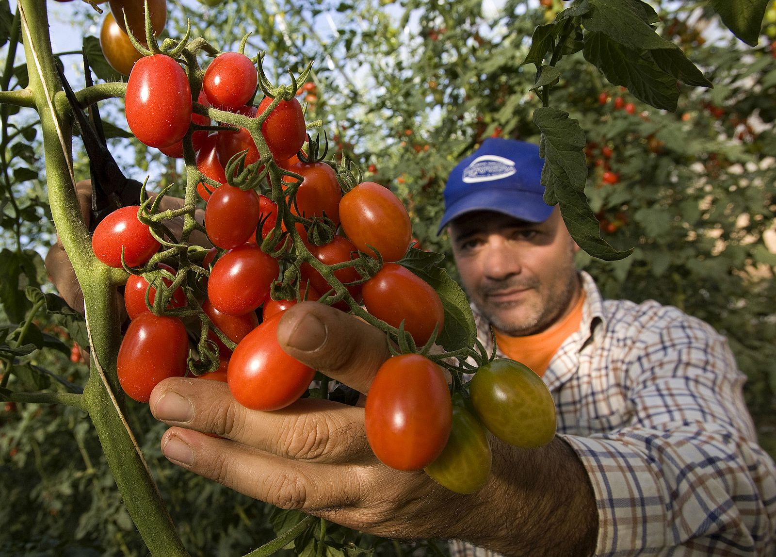 Un agricultor recolecta tomates