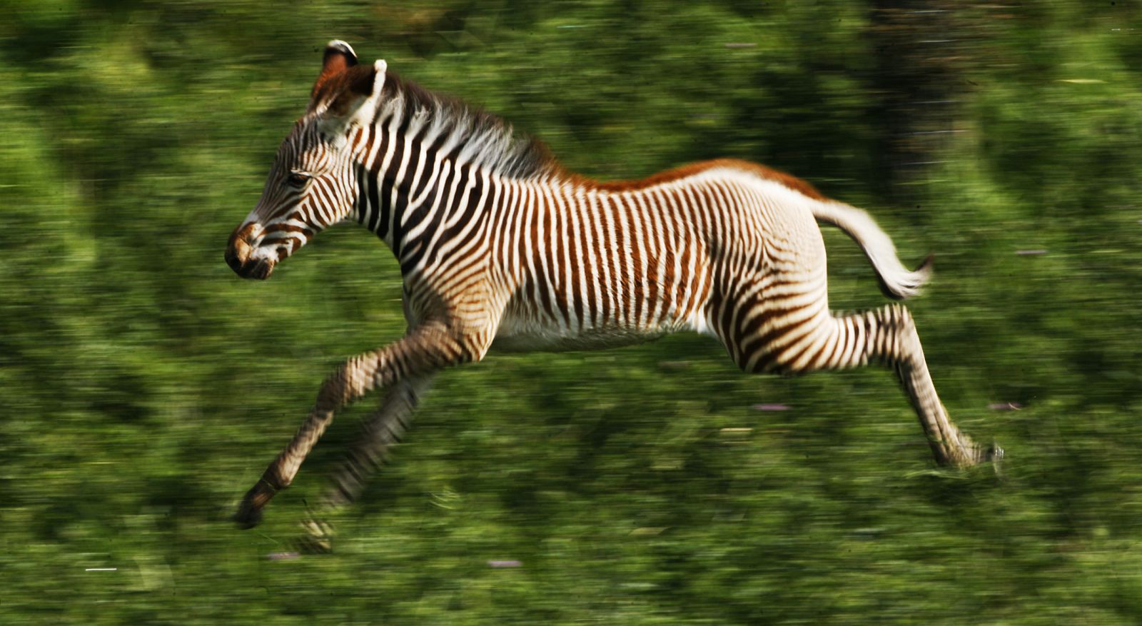 Una joven cebra corriendo en un parque nacional