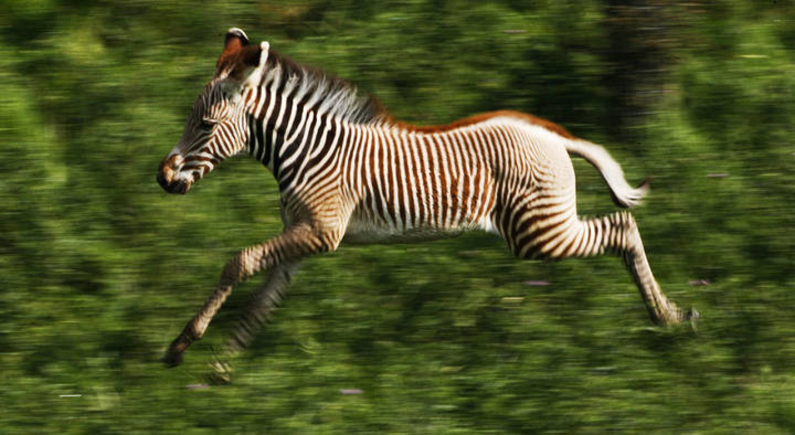 El número de cebras, jirafas y leones africanos cae en picado en los  últimos 40 años 