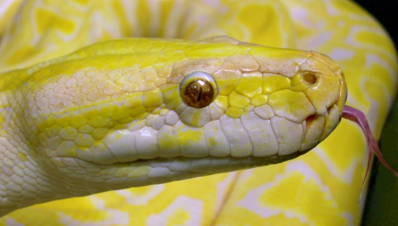 Una serpiente albina