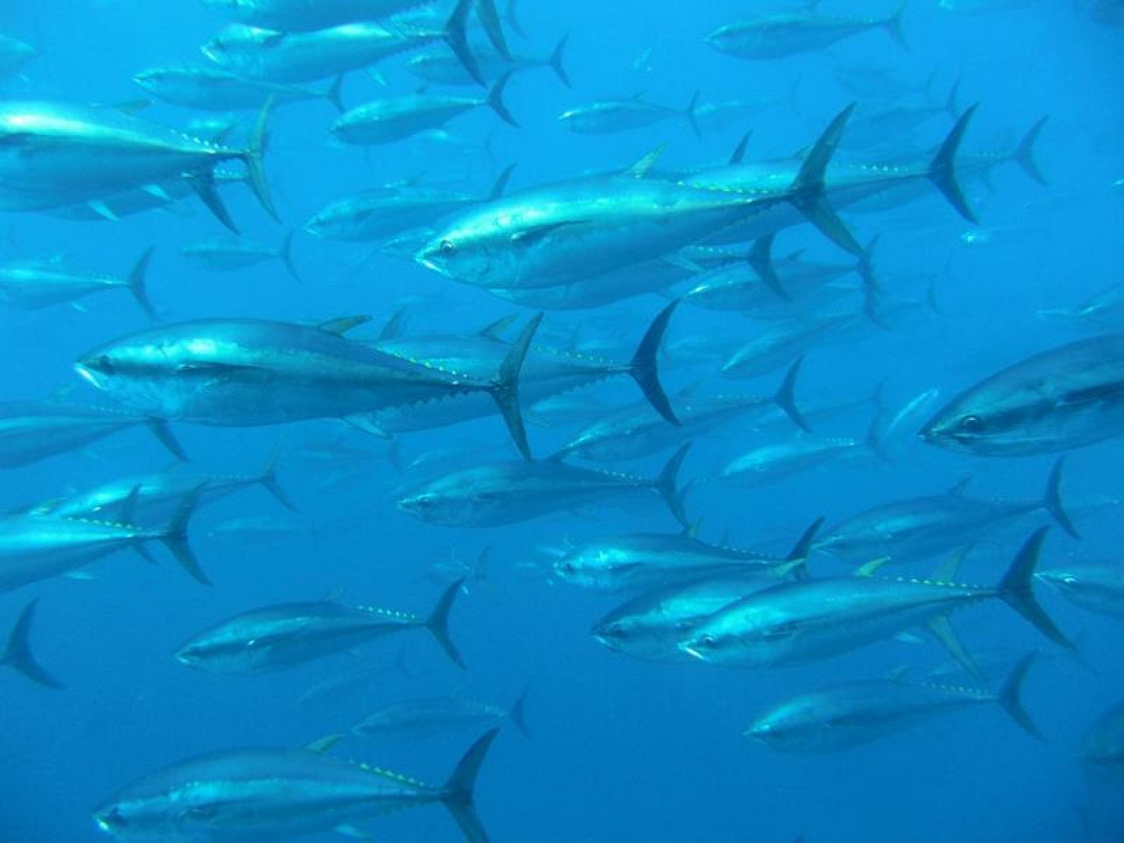 Las aguas de las islas Baleares son la residencia de verano del atún rojo mediterráneo