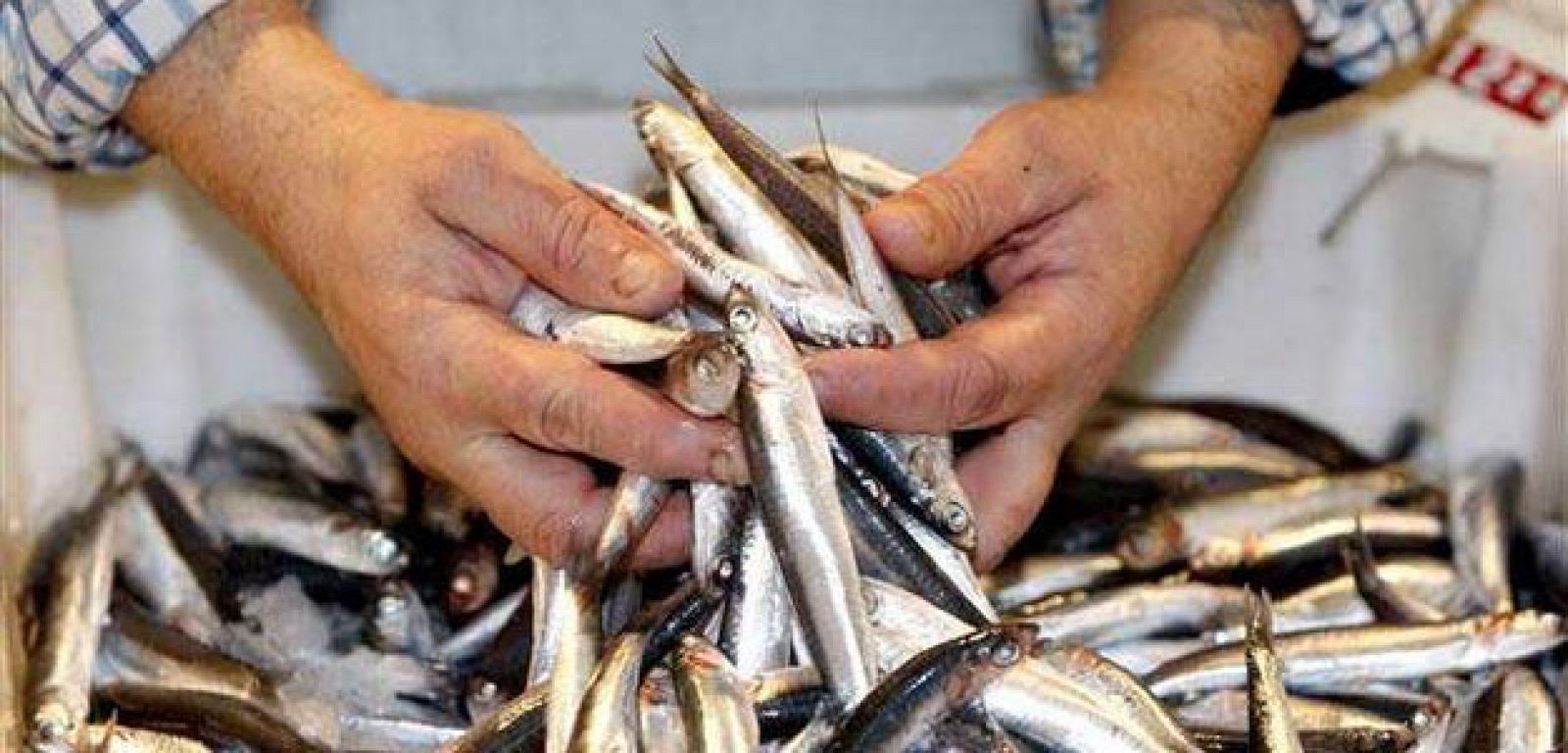 Bruselas permite la captura del doble de anchoas.