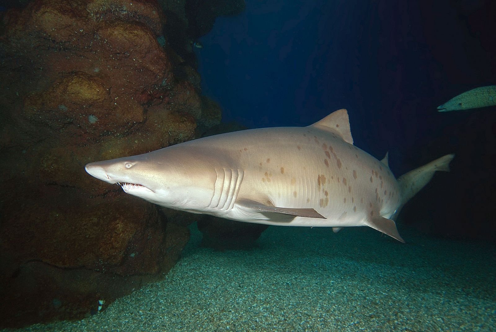 Un tiburón tigre de arena