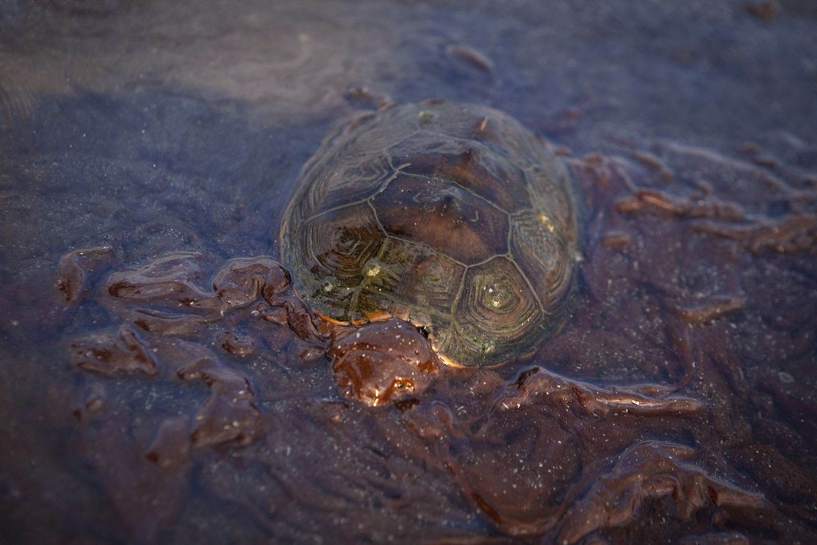 Una tortuga cubierta por el vertido de petróleo del Golfo de México