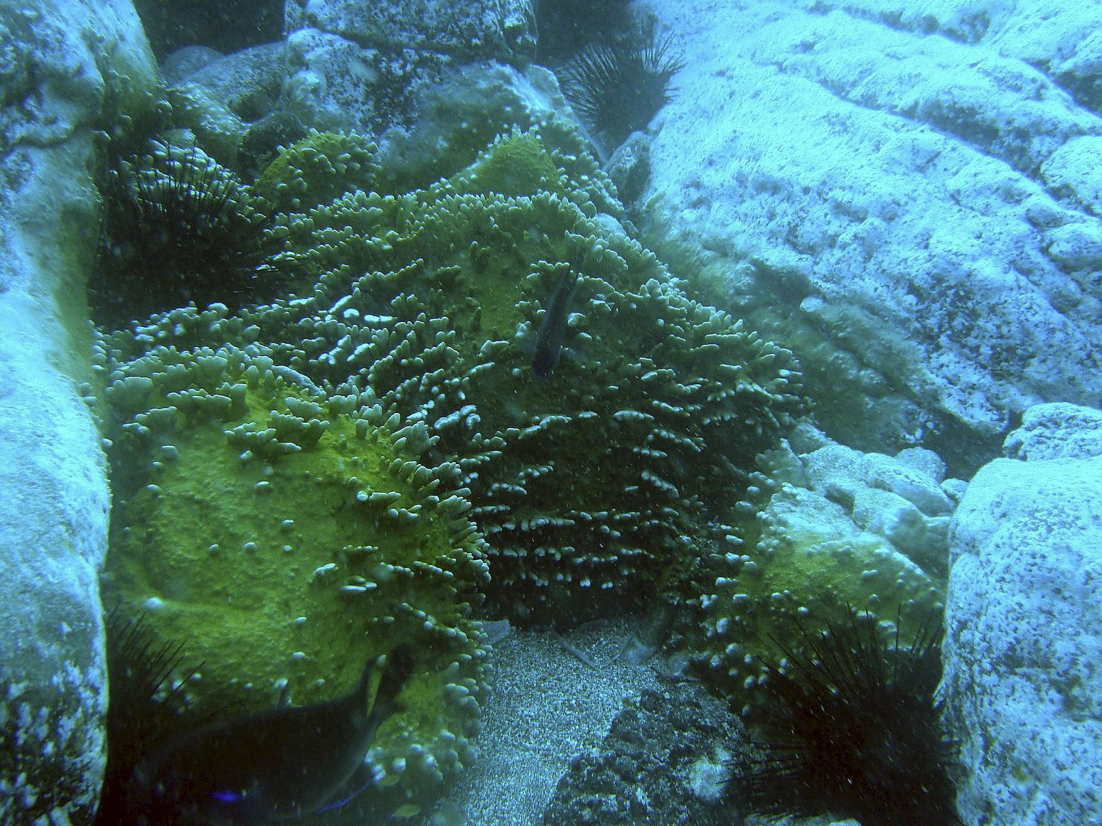 Uno de los corales tropicales descubiertos en la costa de Tenerife