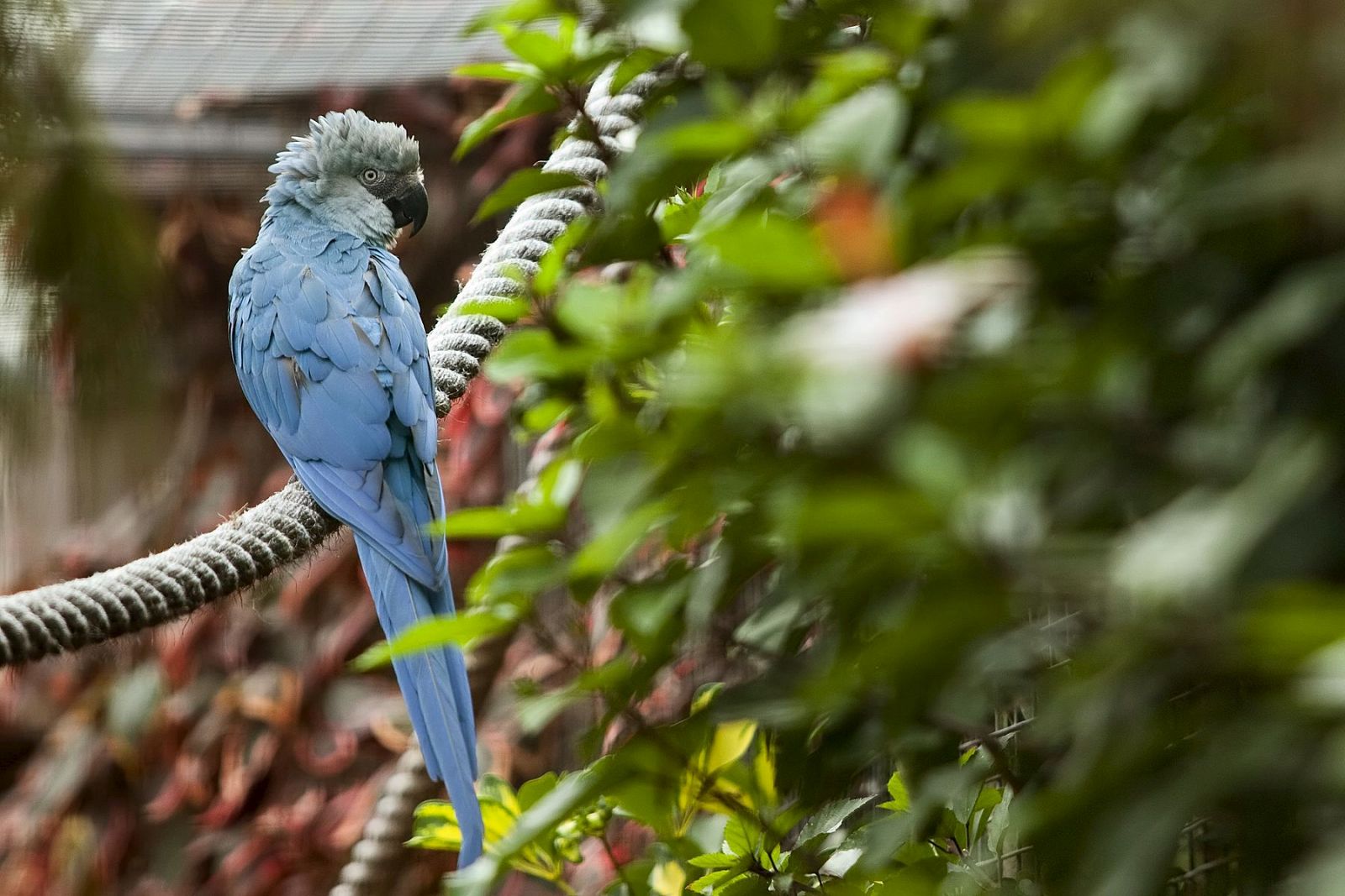 Sólo quedan 73 guacamayos de Spix en todo el mundo