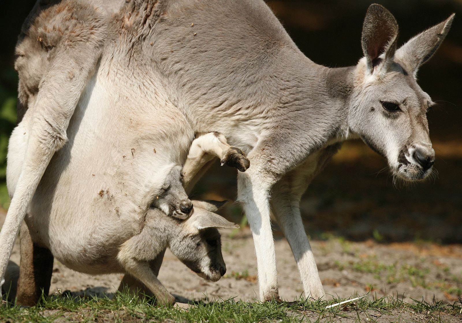 La bolsa materna es la característica principal de los marsupiales